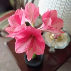 Meet your Posher, Sue